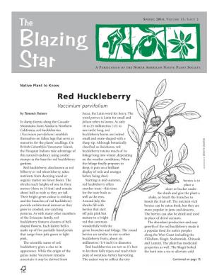 Red Huckleberry Vaccinium Parvifolium by Tammie Painter Bacca, the Latin Word for Berry