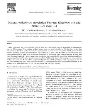 Natural Endophytic Association Between Rhizobium Etli and Maize (Zea Mays L.)