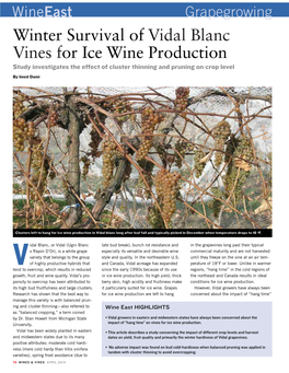 Winter Survival of Vidal Blanc Vines for Ice Wine Production Study Investigates the Effect of Cluster Thinning and Pruning on Crop Level