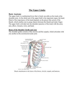 Brachial Plexus, Which Innervates the Upper Limb