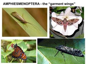 Trichoptera - Caddisflies Order Lepidoptera - Butterflies & Moths AMPHIESMENOPTERA - the “Garment Wings”