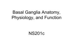 Basal Ganglia Anatomy, Physiology, and Function Ns201c