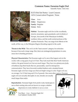 Eurasian Eagle Owl Scientific Name: Bubo Bubo