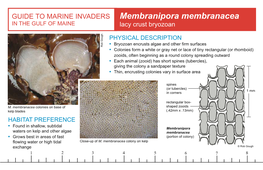 Membranipora Membranacea in the GULF of MAINE Lacy Crust Bryozoan