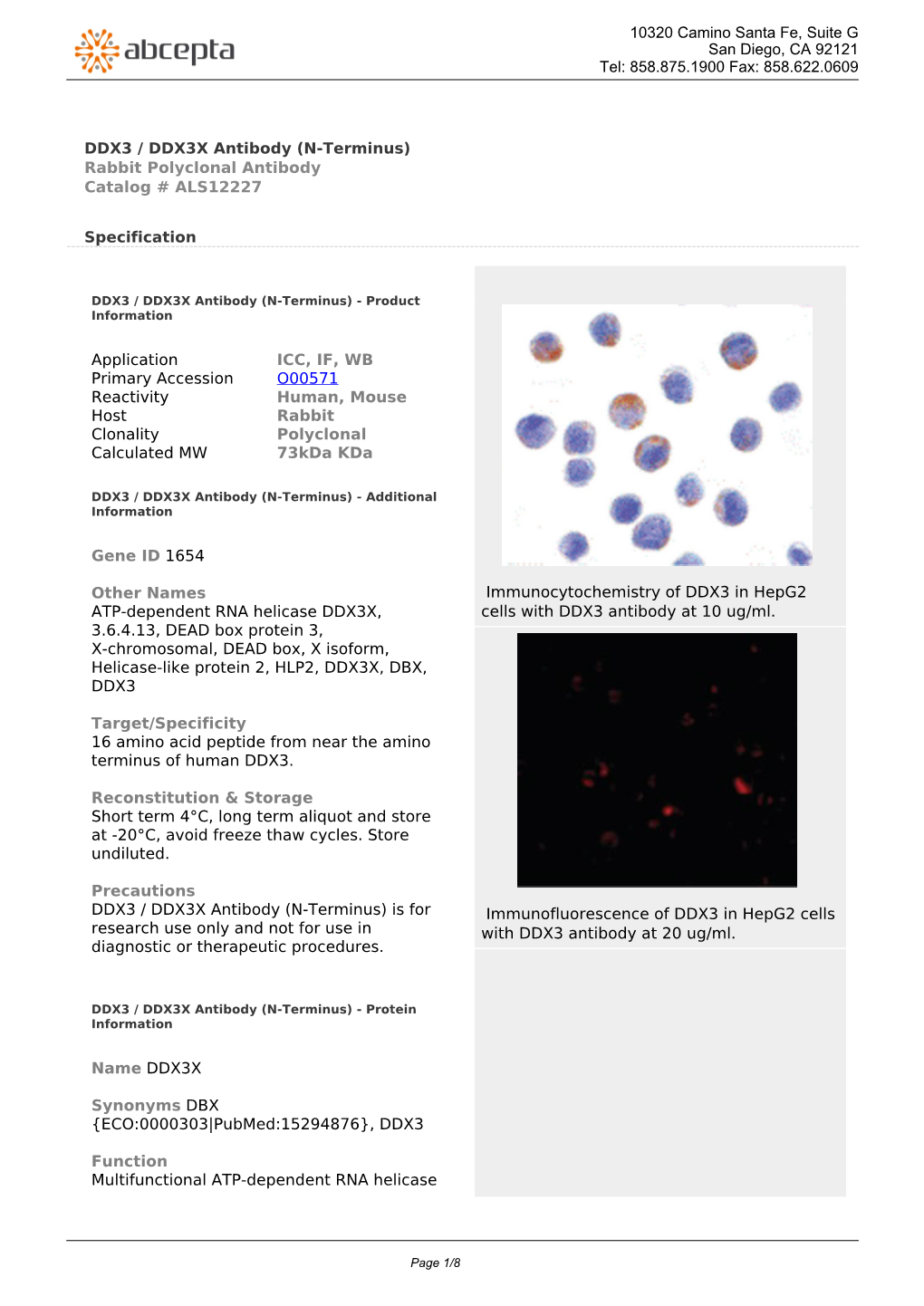 DDX3 / DDX3X Antibody (N-Terminus) Rabbit Polyclonal Antibody Catalog # ALS12227