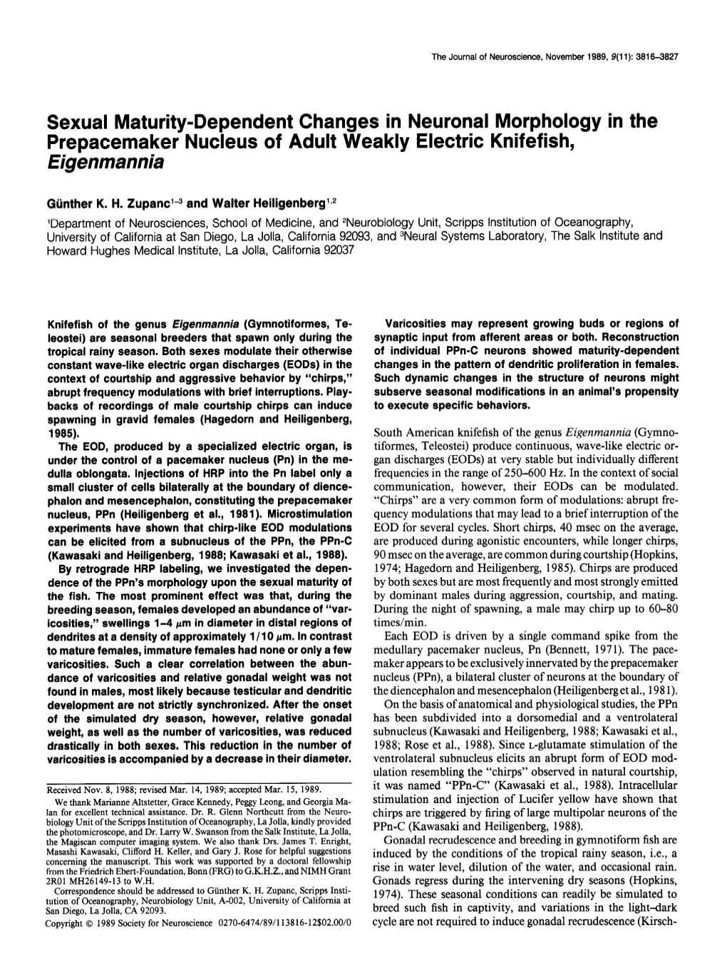 Sexual Maturity-Dependent Changes in Neuronal Morphology in the Prepacemaker Nucleus of Adult Weakly Electric Knifefish, Eigenmannia