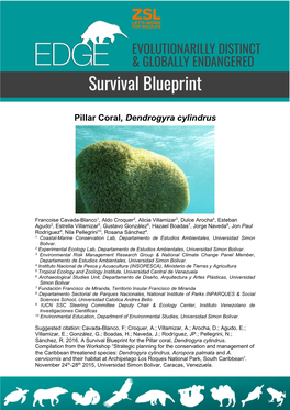 Pillar Coral, Dendrogyra Cylindrus