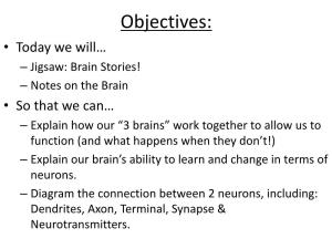 Brain & Neurons
