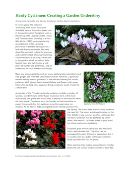 Hardy Cyclamen: Creating a Garden Understory