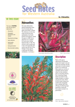 Adenanthos in THIS ISSUE Dadenanthos This Issue of Seed Notes the Name Adenanthos Will Cover the Genus (Family Proteaceae) Comes Adenanthos