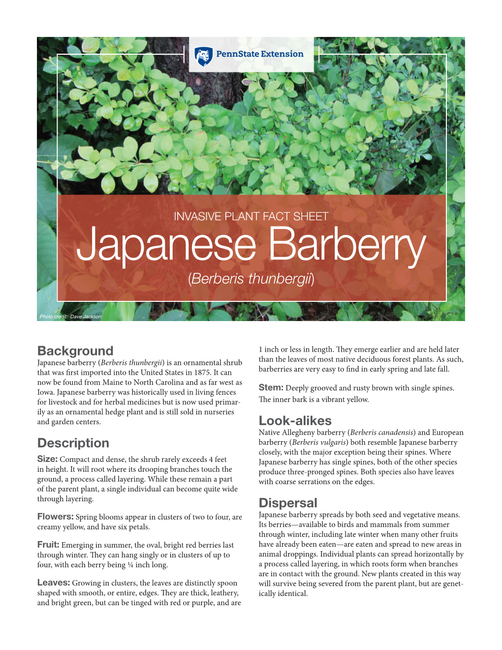 Japanese Barberry (Berberis Thunbergii)