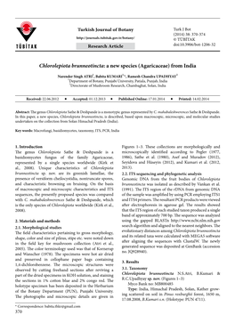 Chlorolepiota Brunneotincta: a New Species (Agaricaceae) from India