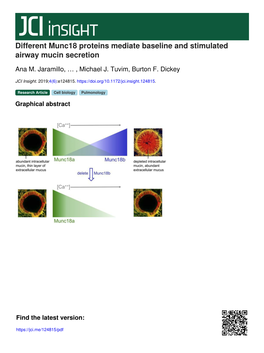 Different Munc18 Proteins Mediate Baseline and Stimulated Airway Mucin Secretion