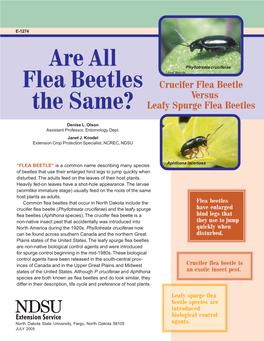 Are All Flea Beetles the Same?