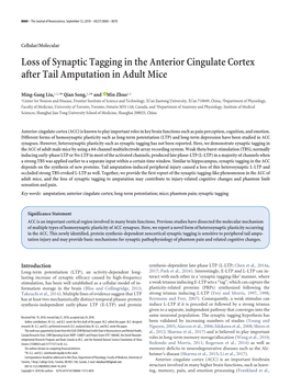 Loss of Synaptic Tagging in the Anterior Cingulate Cortex After Tail Amputation in Adult Mice