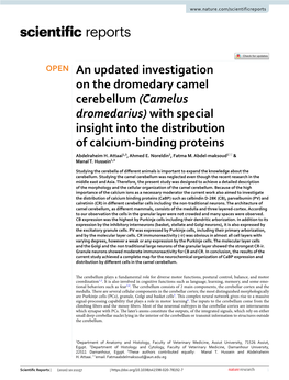 An Updated Investigation on the Dromedary Camel Cerebellum (Camelus Dromedarius) with Special Insight Into the Distribution of Calcium‑Binding Proteins Abdelraheim H