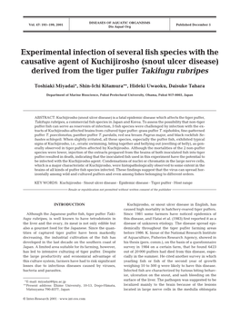 Experimental Infection of Several Fish Species with the Causative Agent of Kuchijirosho (Snout Ulcer Disease) Derived from the Tiger Puffer Takifugu Rubripes