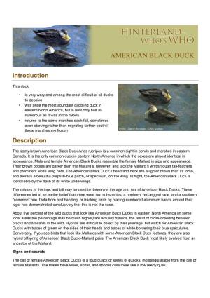 American Black Duck EN