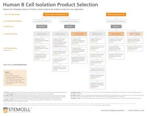 Human B Cell Isolation Product Selection Diagram