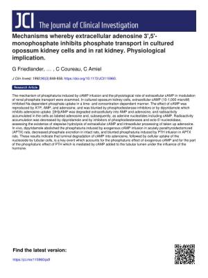 Mechanisms Whereby Extracellular Adenosine 3',5'- Monophosphate Inhibits Phosphate Transport in Cultured Opossum Kidney Cells and in Rat Kidney