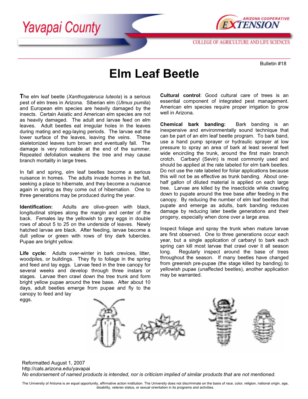 Elm Leaf Beetle