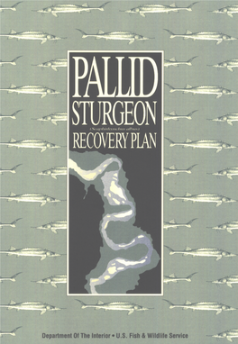 Pallid Sturgeon Recovery Plan (Recovery Plan)