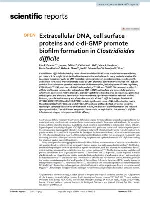 Extracellular DNA, Cell Surface Proteins and C-Di-GMP Promote