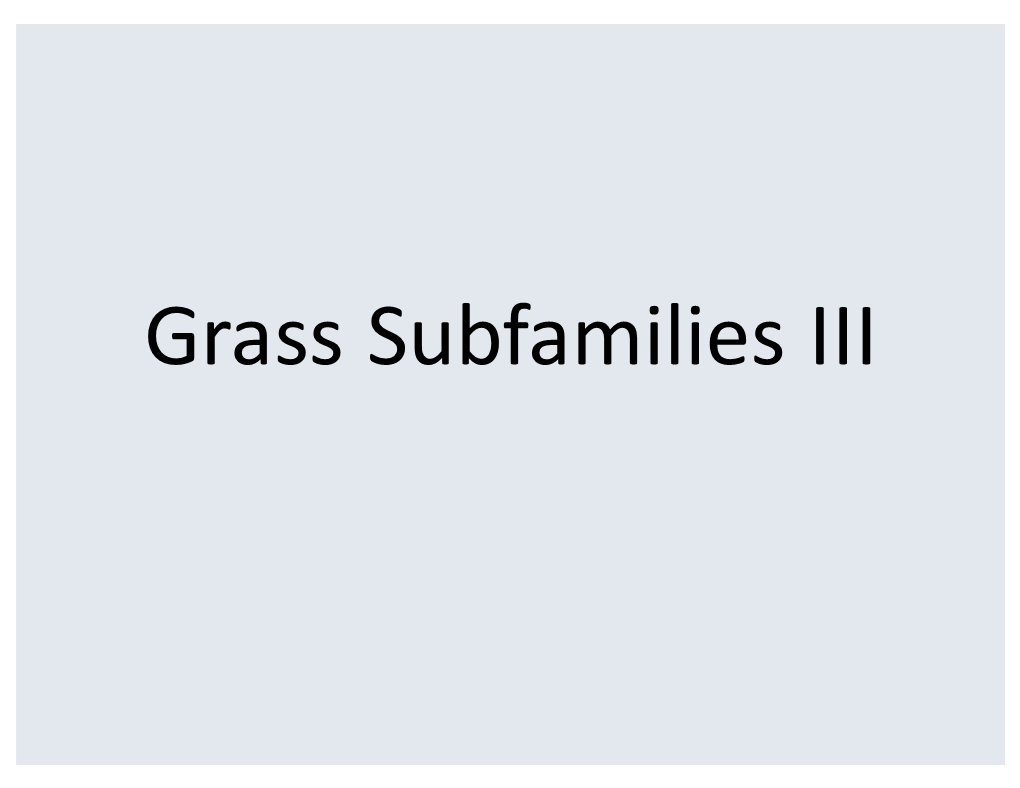 Grass Subfamilies III