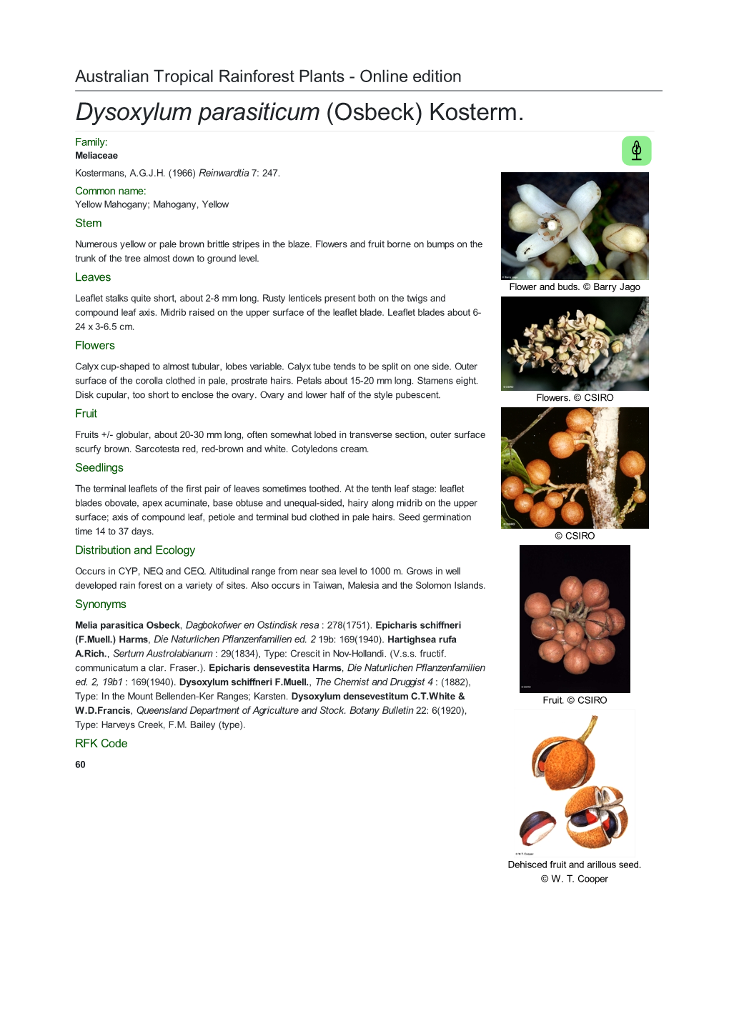 Dysoxylum Parasiticum (Osbeck) Kosterm