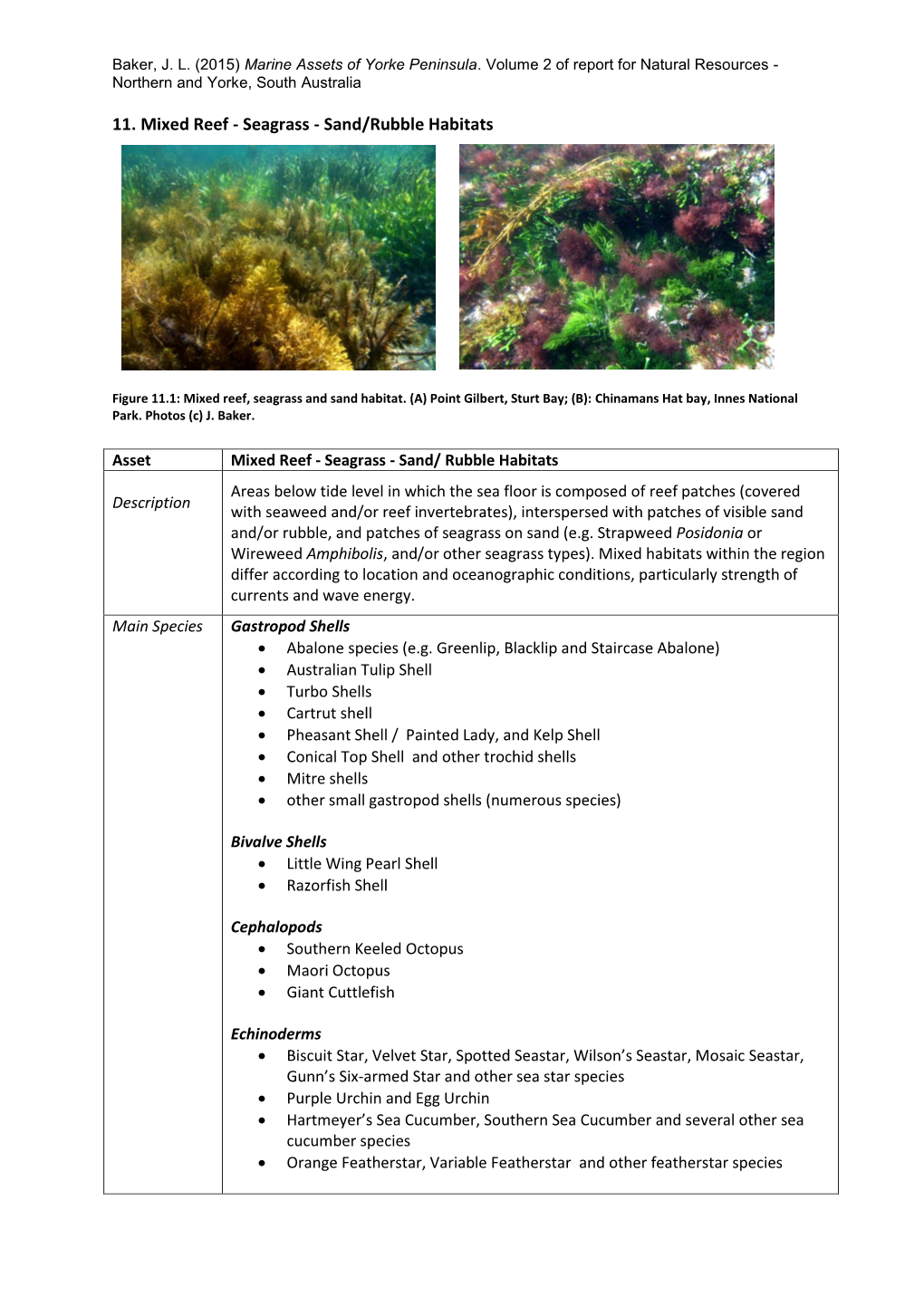 11. Mixed Reef - Seagrass - Sand/Rubble Habitats