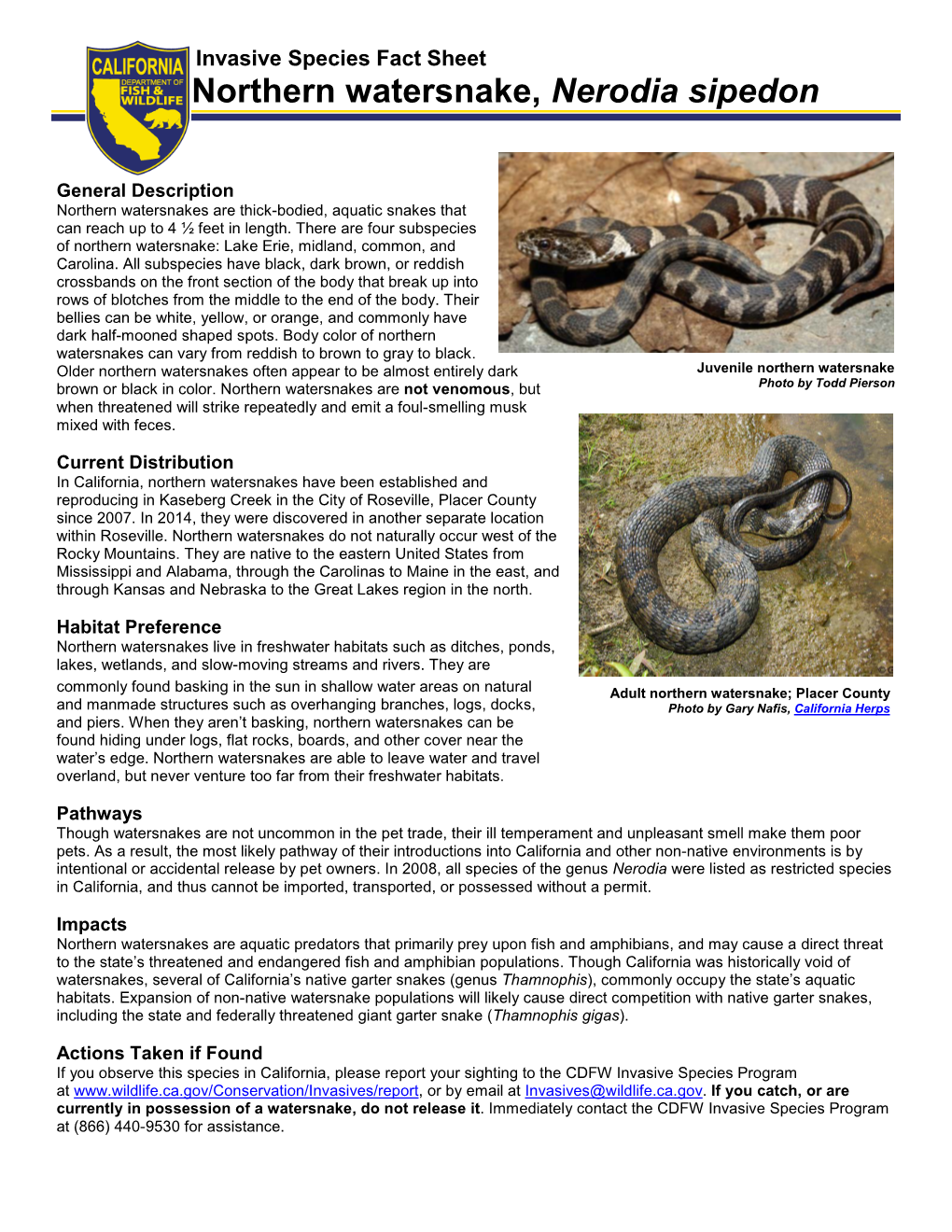 Northern Watersnake, Nerodia Sipedon