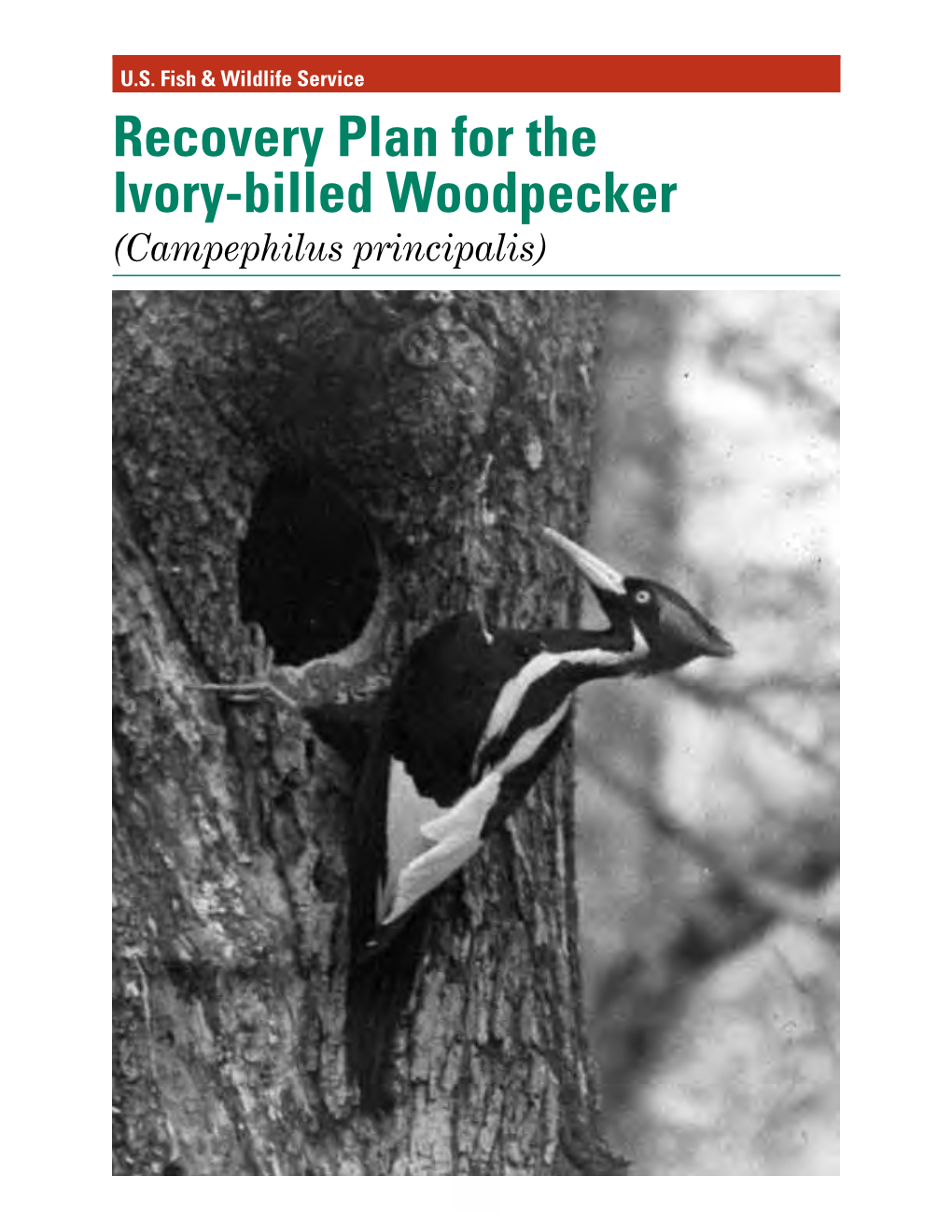 Recovery Plan for the Ivory-Billed Woodpecker (Campephilus Principalis)