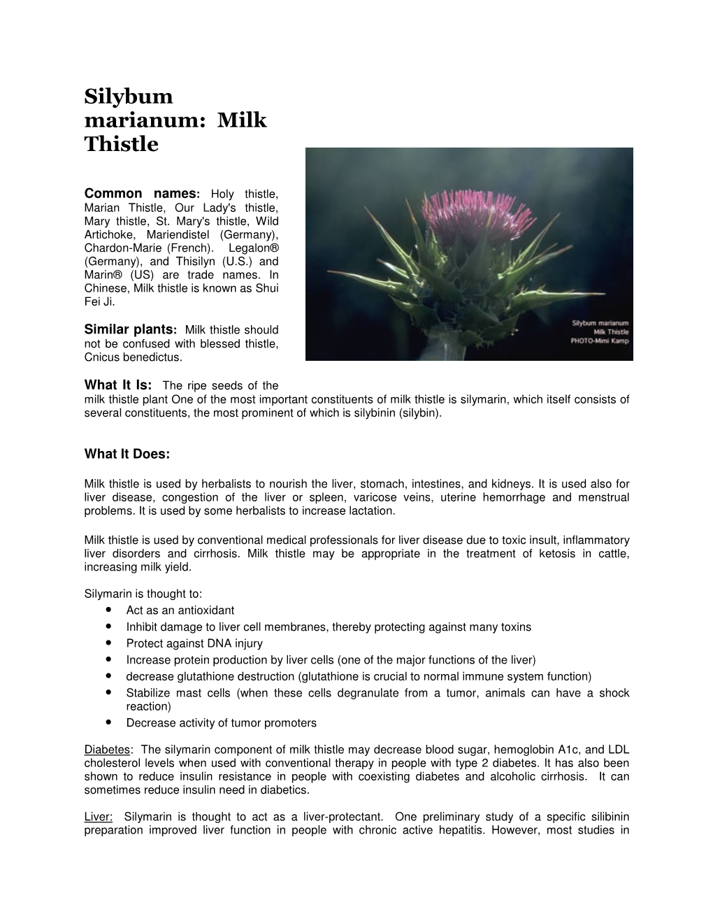 Silybum Marianum: Milk Thistle