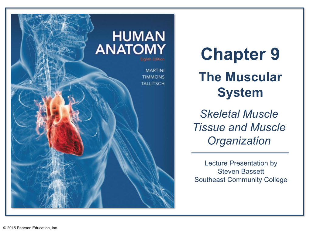 Skeletal Muscle Tissue and Muscle Organization