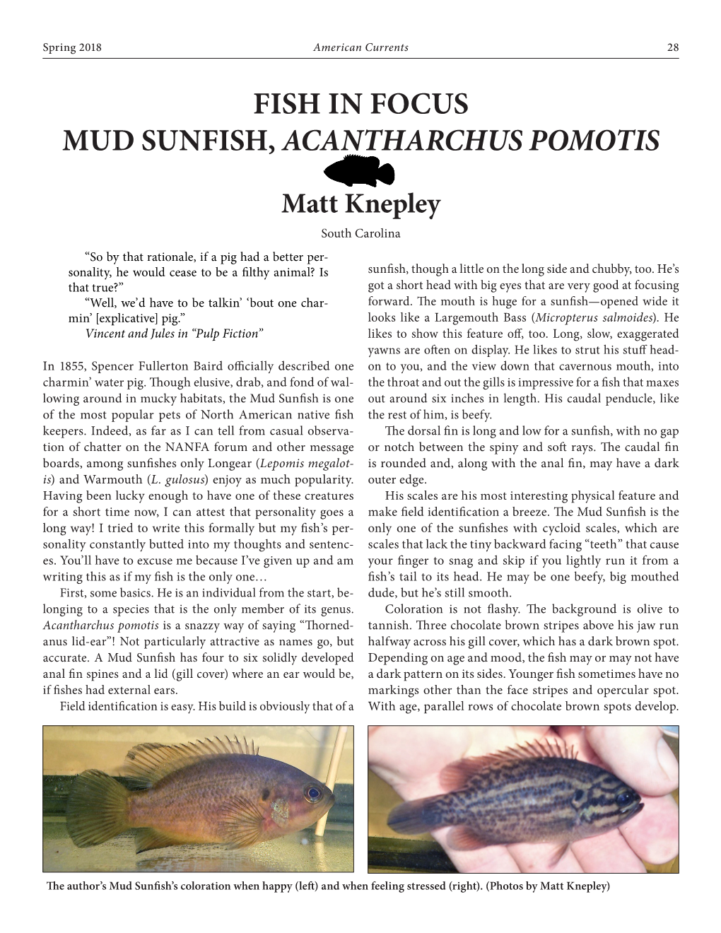 Fish in Focus Mud Sunfish, Acantharchus Pomotis