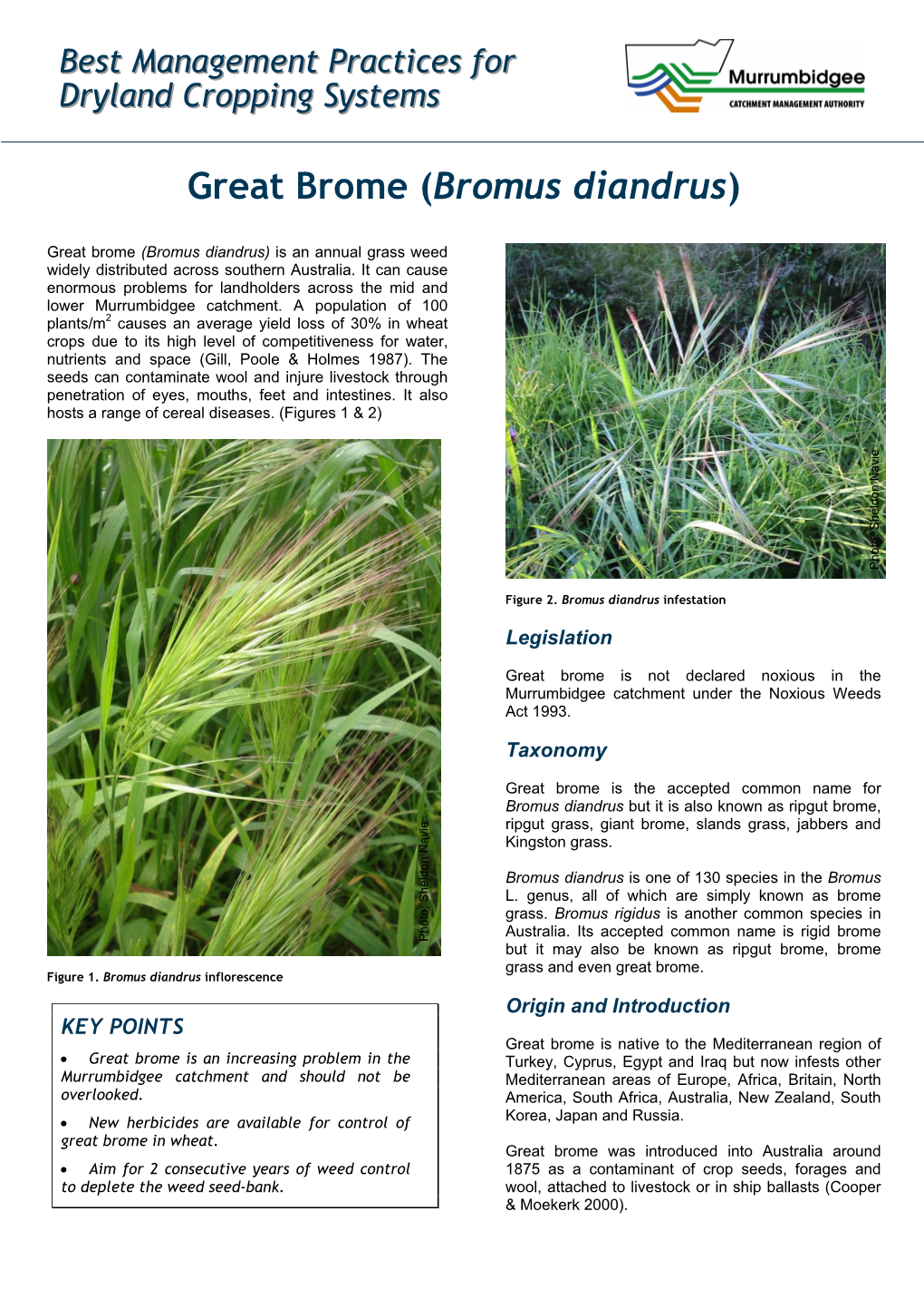 Great Brome (Bromus Diandrus)