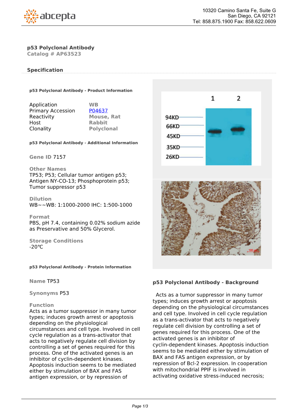 P53 Polyclonal Antibody Catalog # AP63523