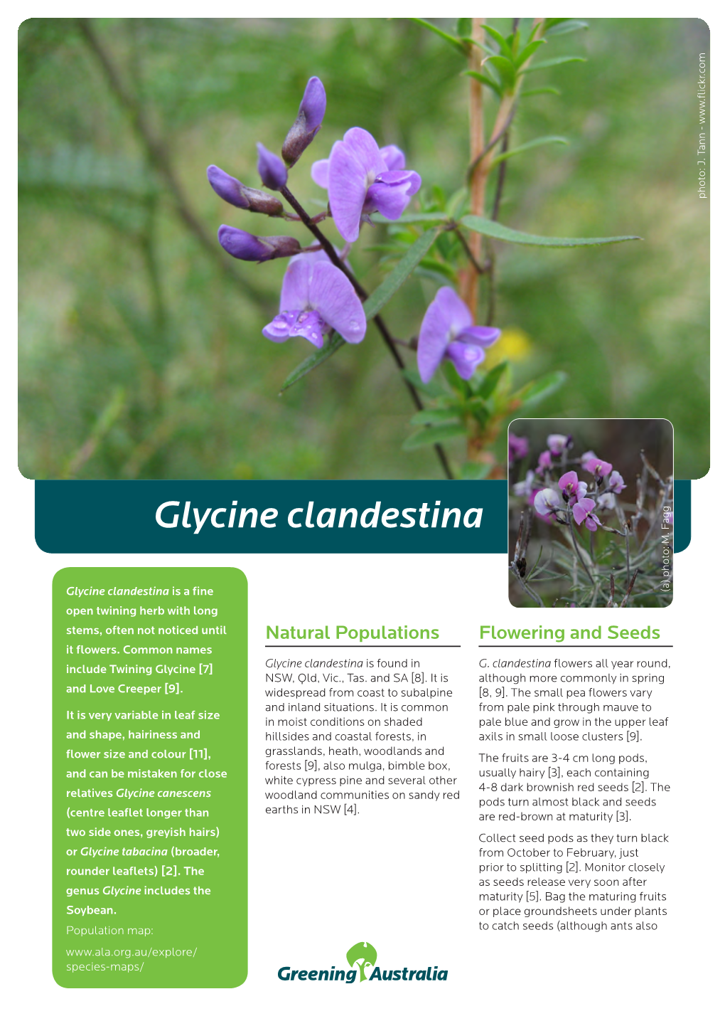 Glycine Clandestina