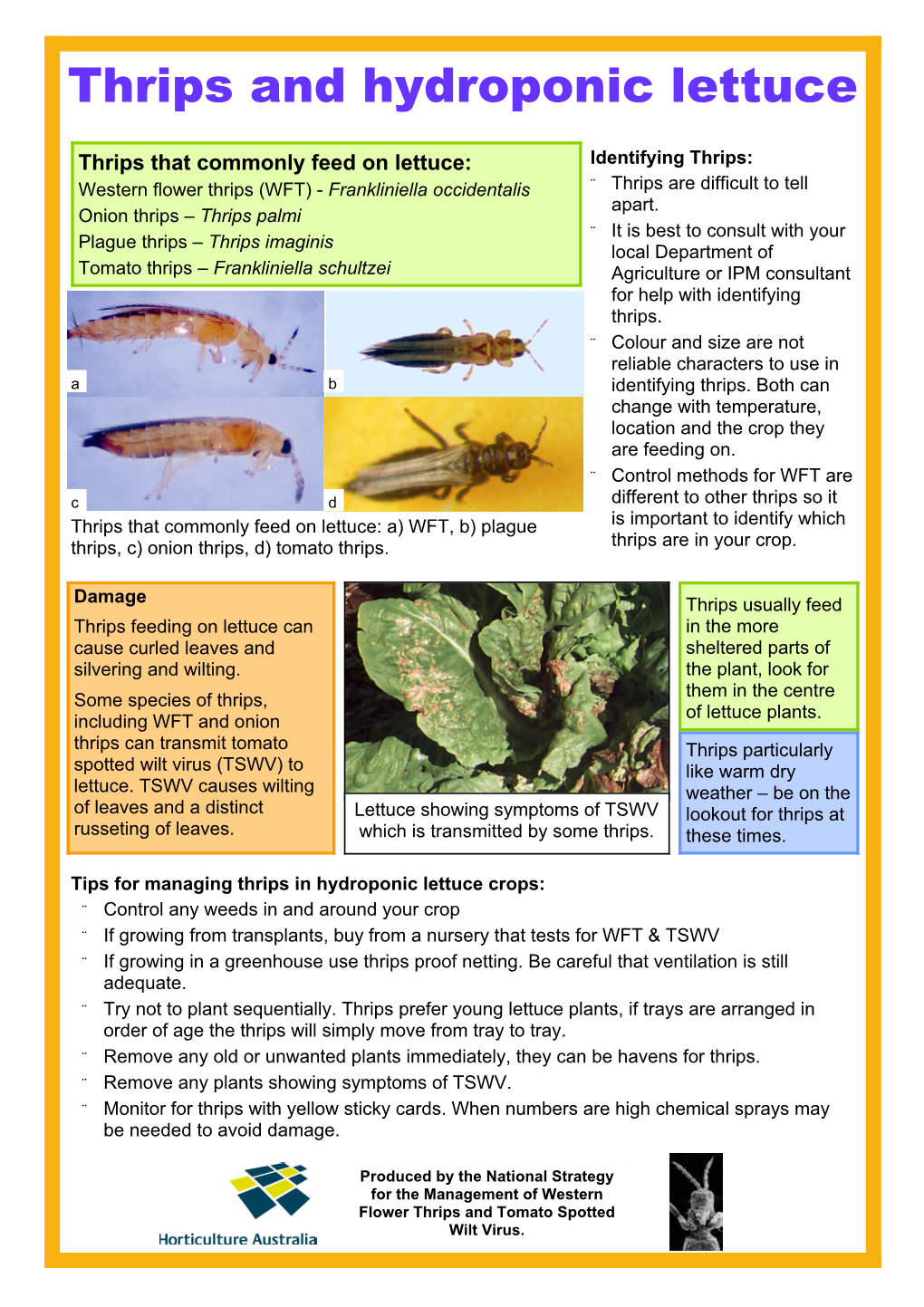 Thrips and Hydroponic Lettuce