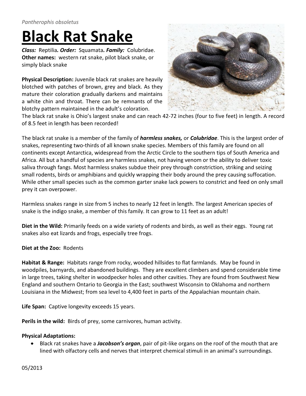 Black Rat Snake Class: Reptilia