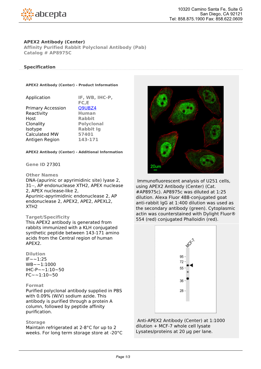 APEX2 Antibody (Center) Affinity Purified Rabbit Polyclonal Antibody (Pab) Catalog # AP8975C