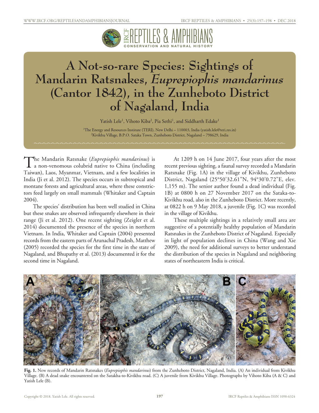 A Not-So-Rare Species: Sightings of Mandarin Ratsnakes, Euprepiophis