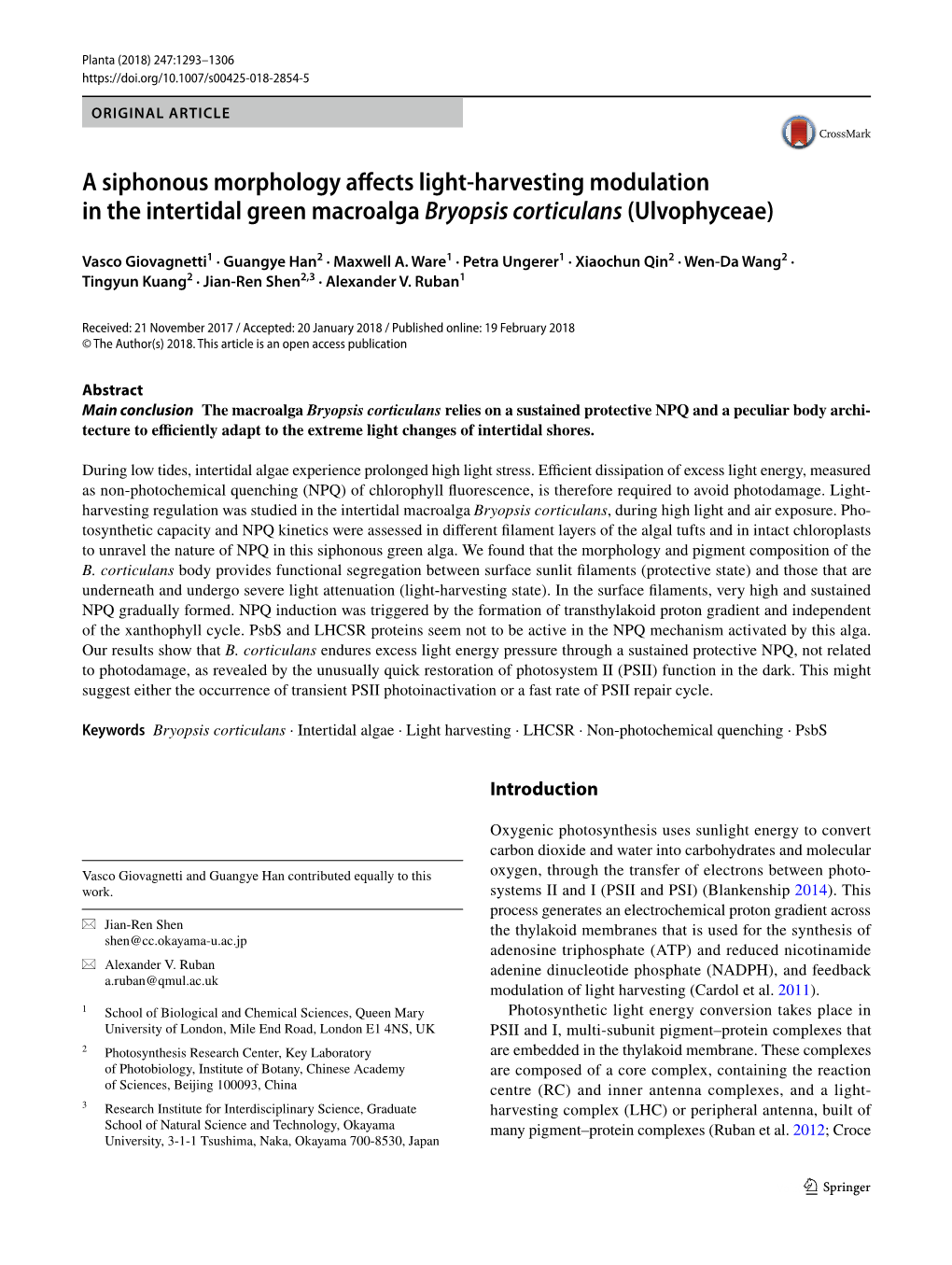 A Siphonous Morphology Affects Light-Harvesting Modulation in The