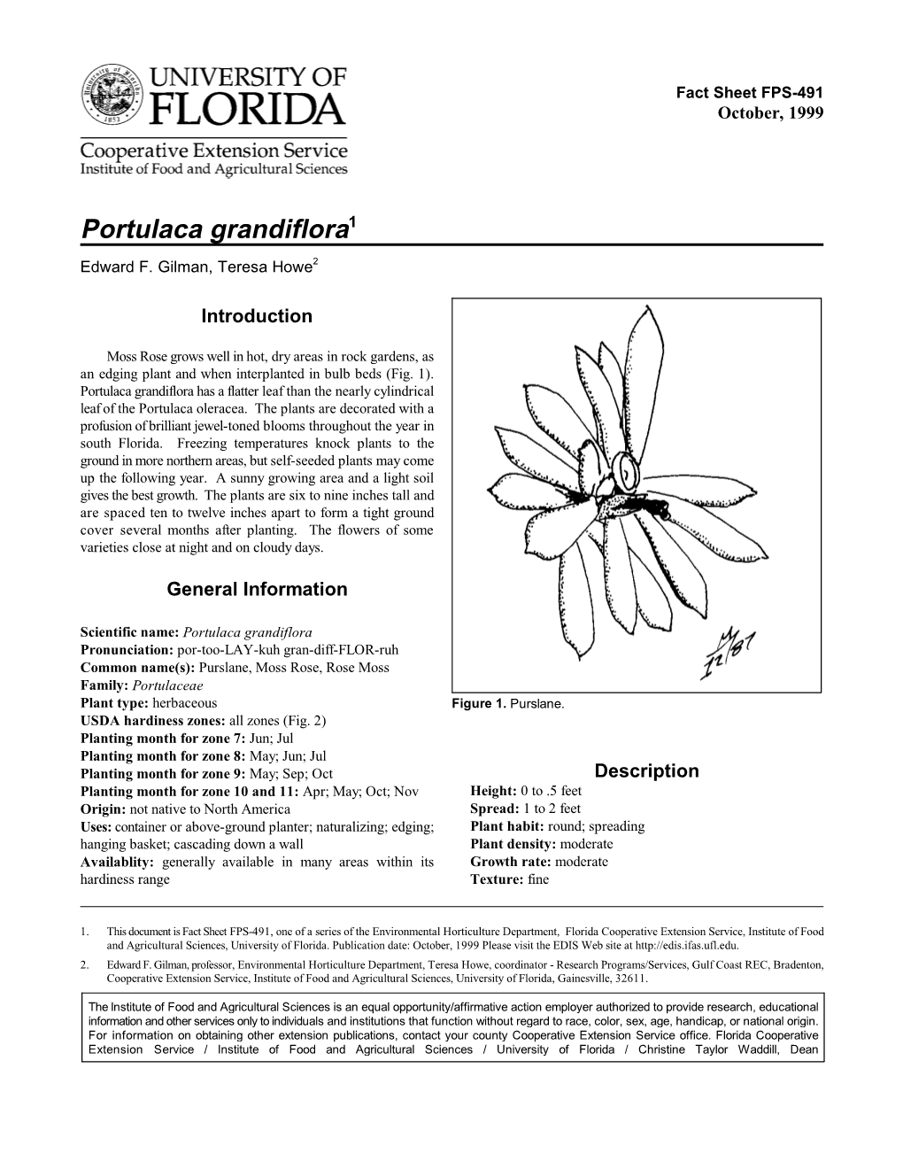 Portulaca Grandiflora1