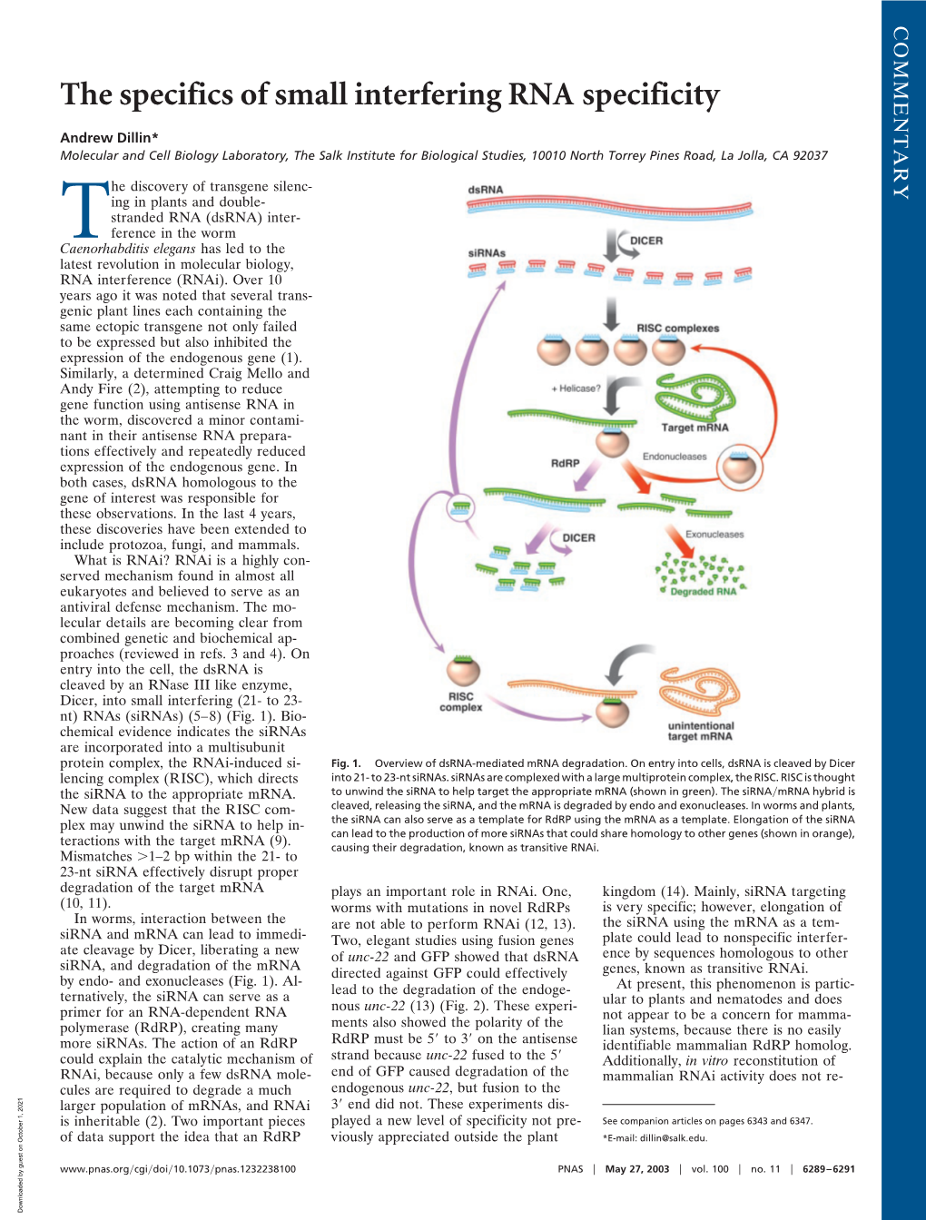 The Specifics of Small Interfering RNA Specificity