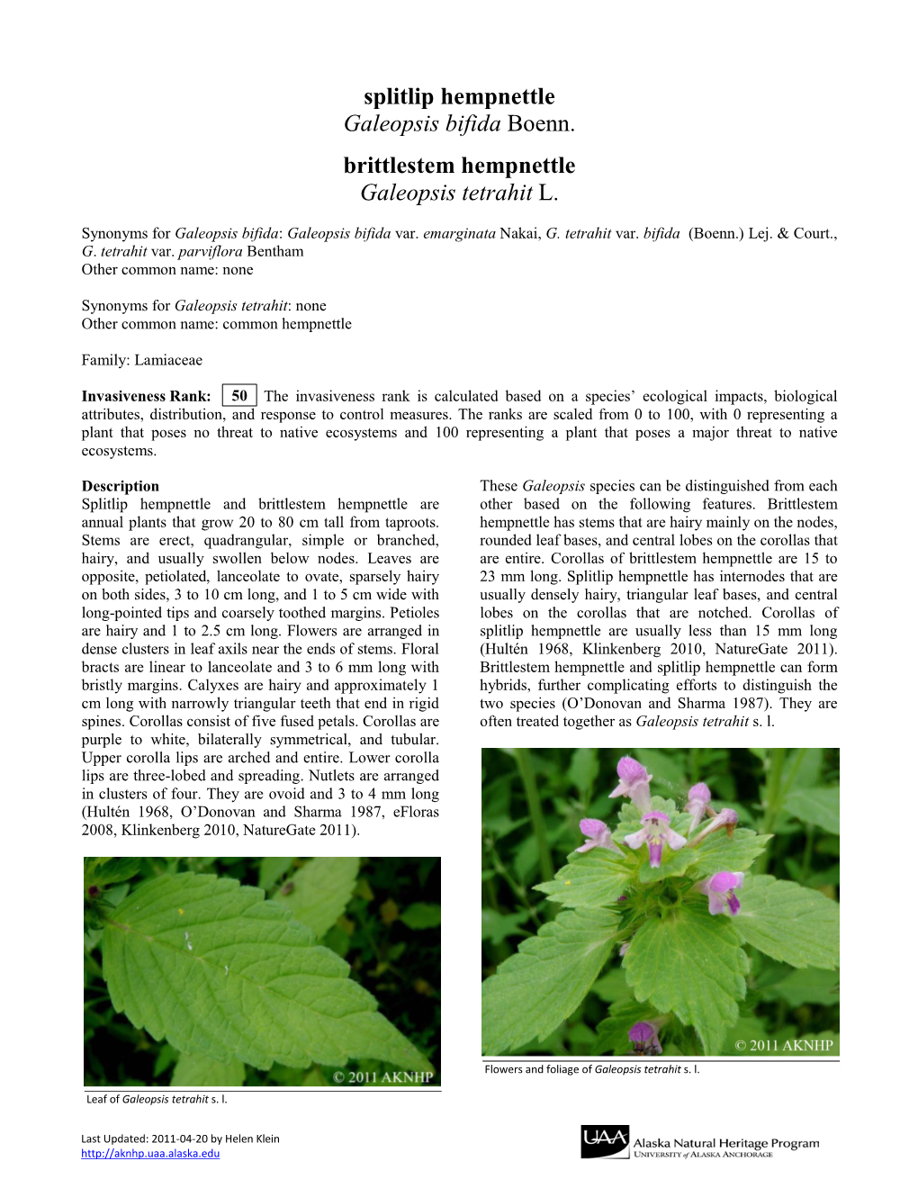 Brittlestem Hempnettle Galeopsis Tetrahit L