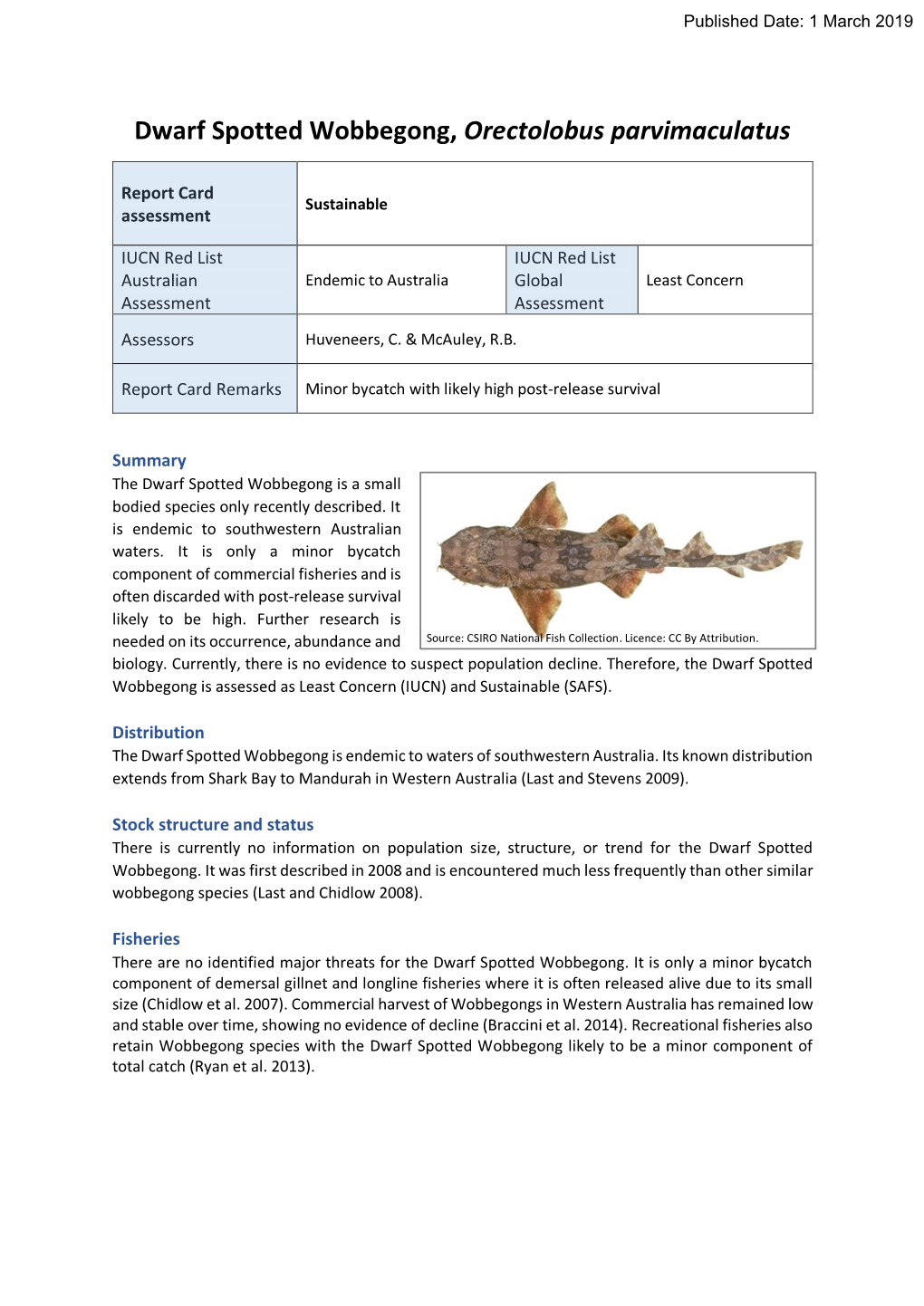 Dwarf Spotted Wobbegong, Orectolobus Parvimaculatus