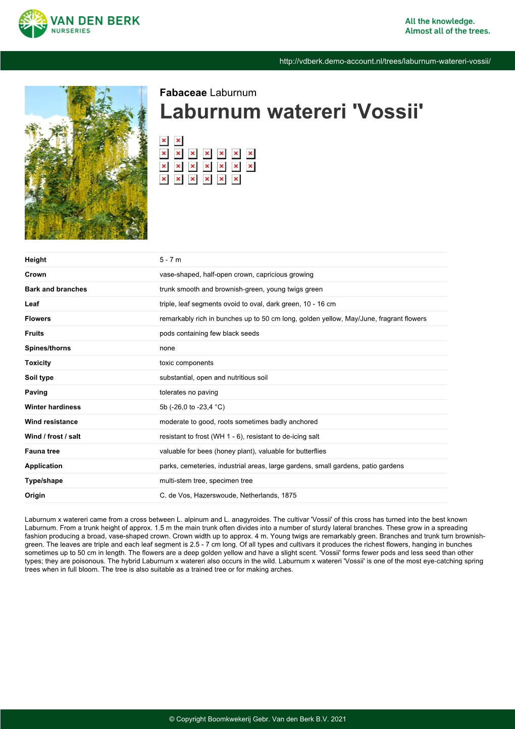 Laburnum Watereri 'Vossii'