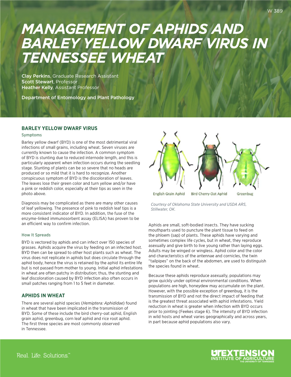 Barley Yellow Dwarf Virus Aphids in Wheat