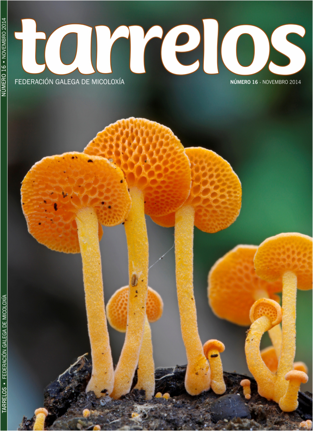 Tarrelos Nº 16